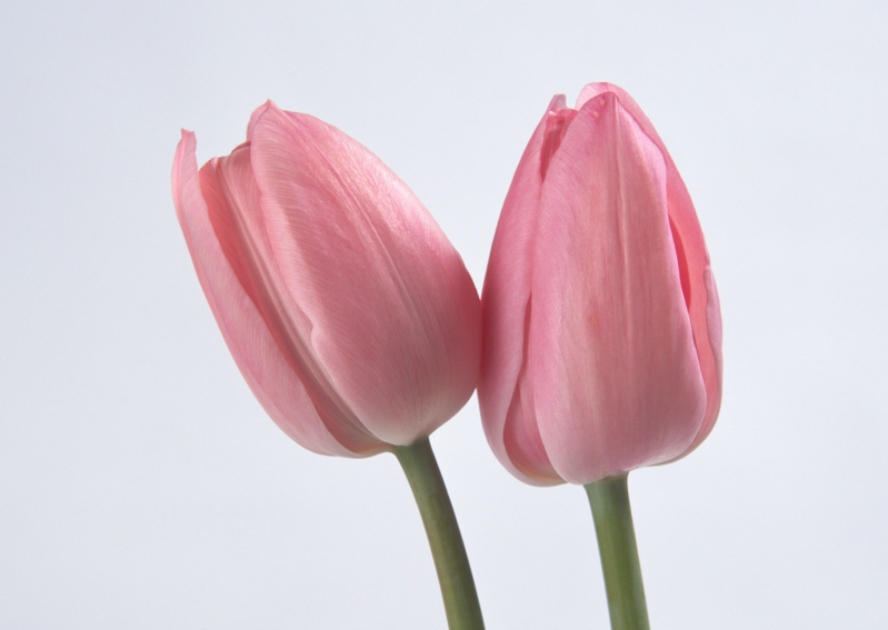 两朵粉色郁金香花苞摄影JPG