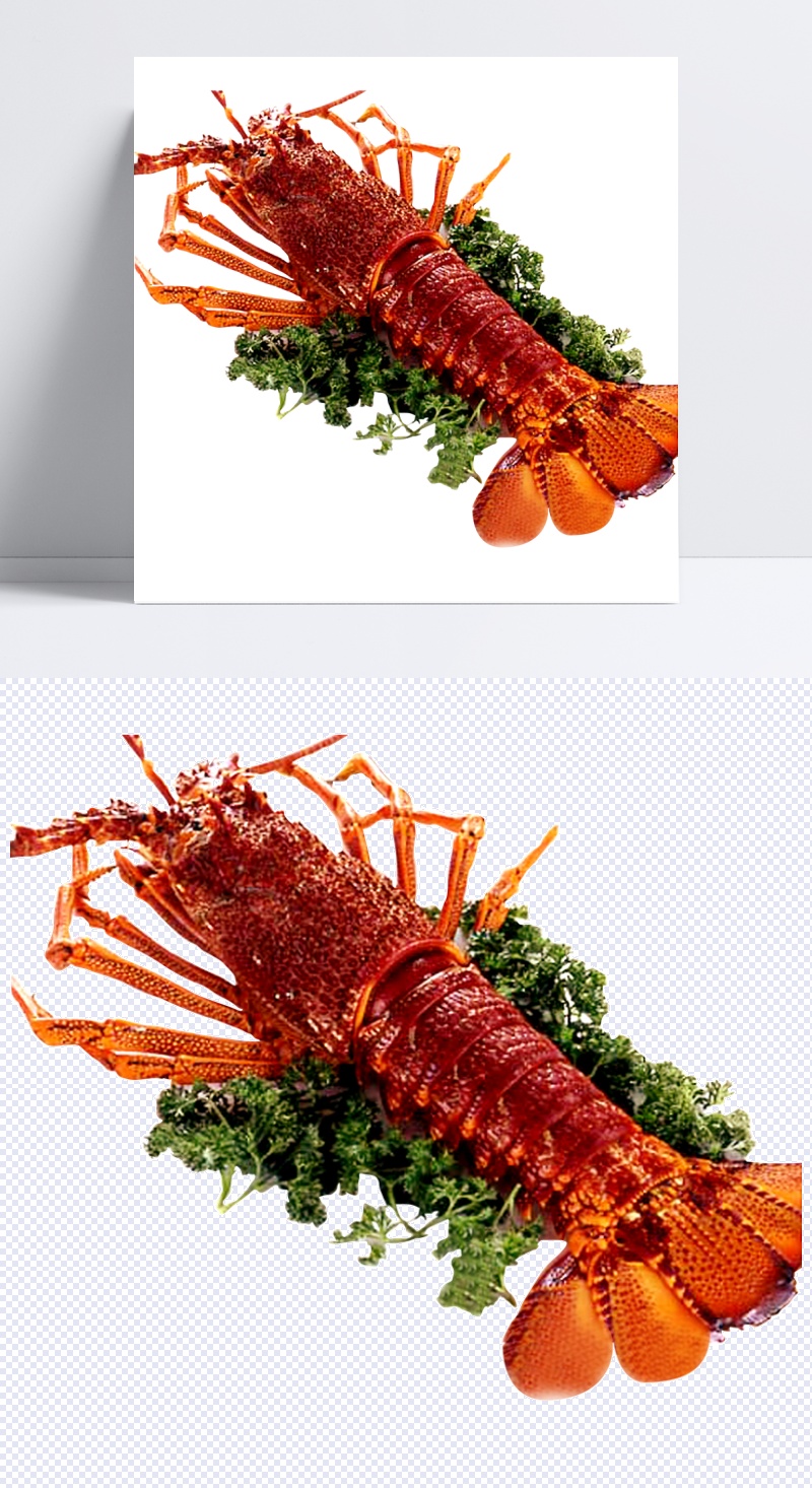 鲜美可口澳洲大龙虾