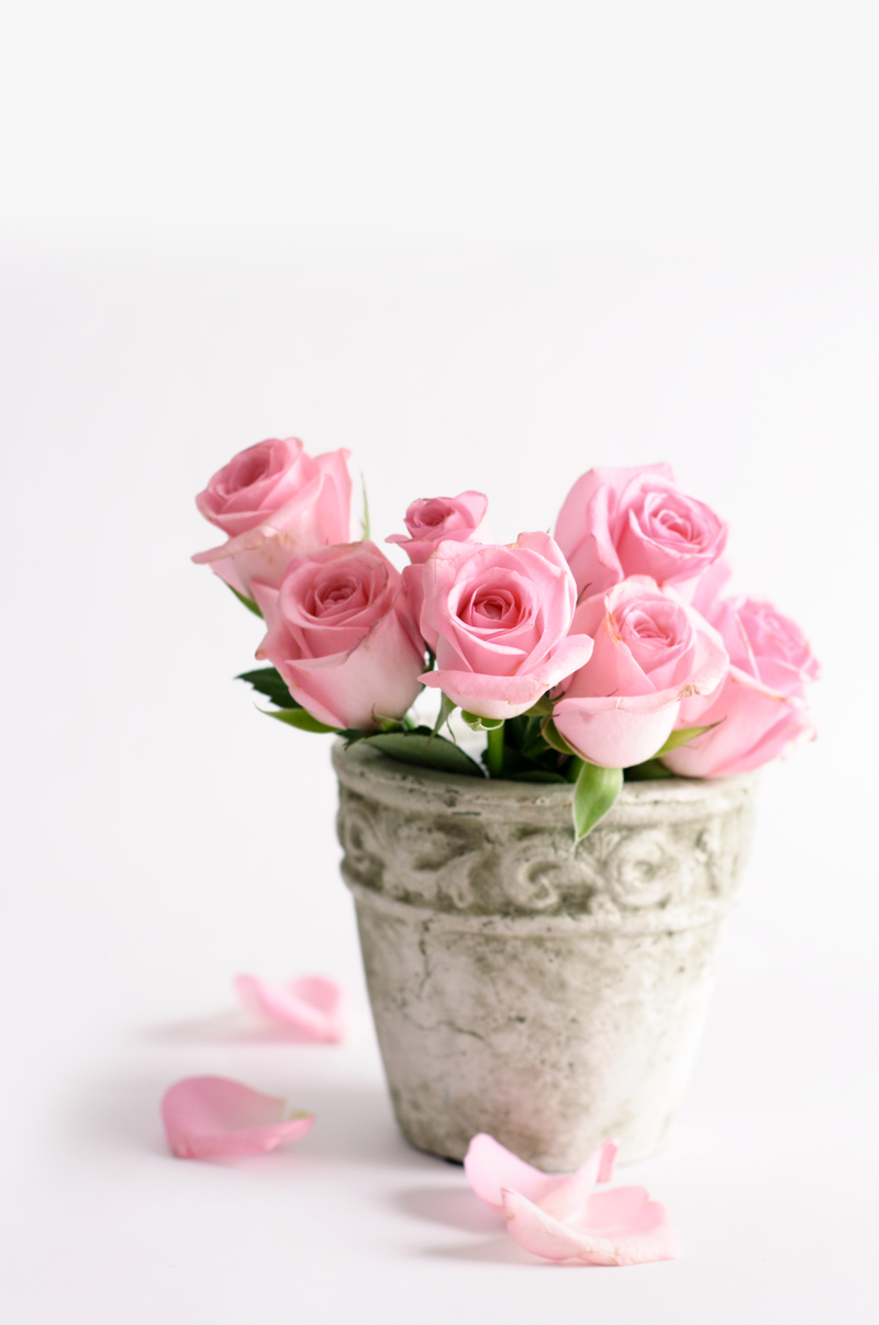 粉红色玫瑰花与花瓣