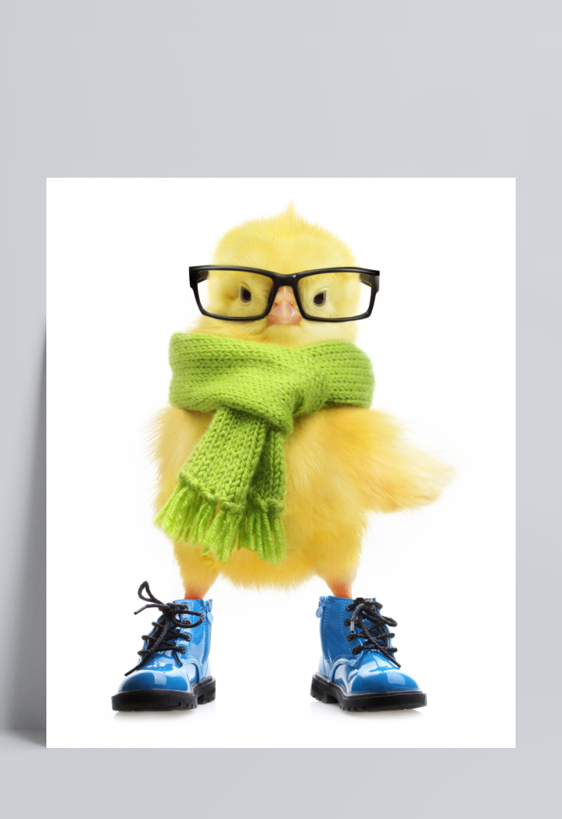 戴眼镜的小黄鸭
