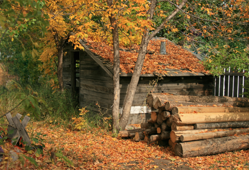 林间满屋顶落叶的小木屋