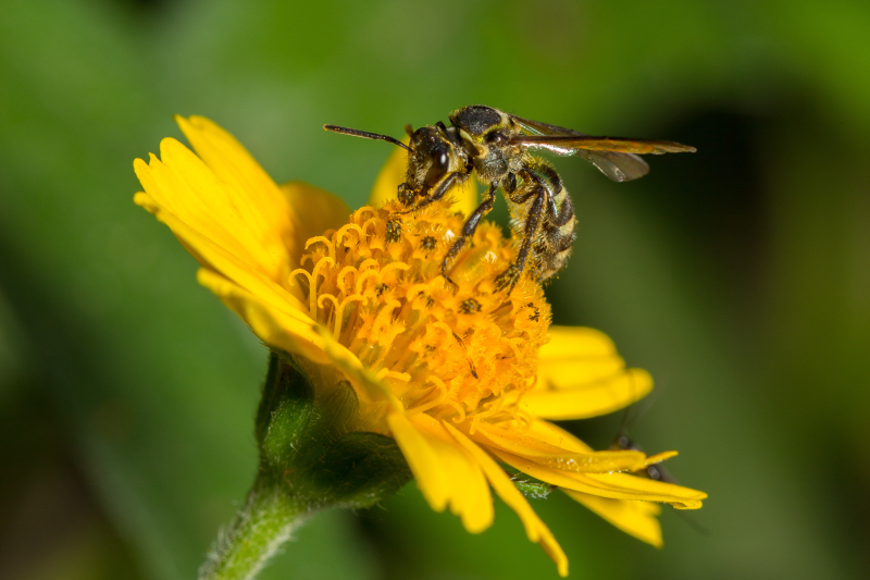 黄色鲜花上采蜜的蜜蜂摄影高清图片