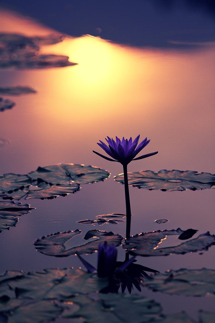 日落紫色荷花荷花池
