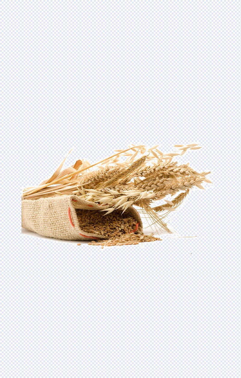 麦穗稻谷图片