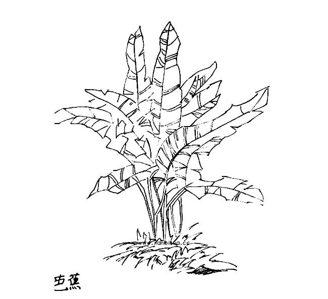 一棵芭蕉树简笔画