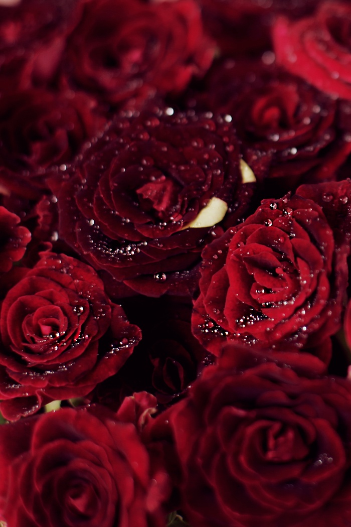 玫瑰花红色玫瑰爱情浪漫