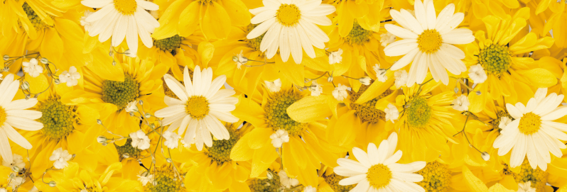 黄色和白色的花朵图片