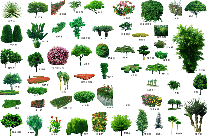 绿色园林树木和景观植物