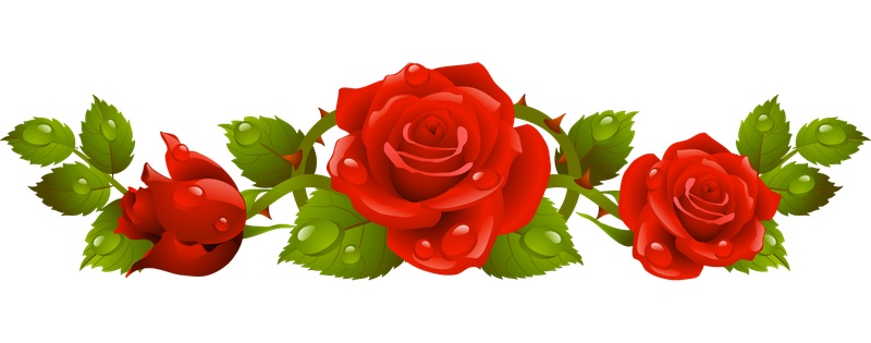 红玫瑰线条花卉