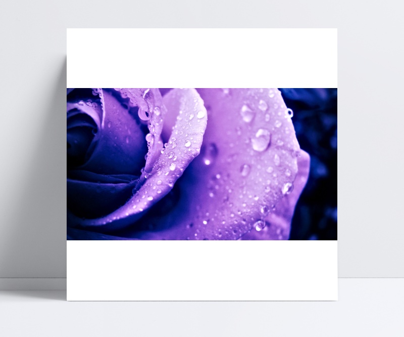 唯美紫色玫瑰花朵