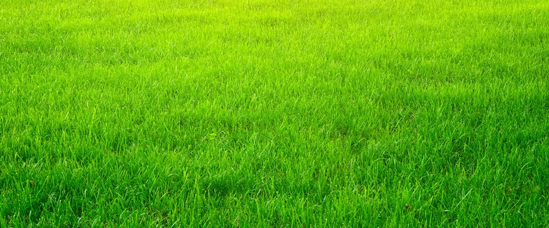 绿色草坪比较