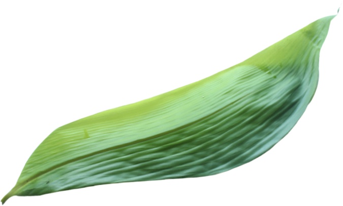 绿色粽叶植物元素