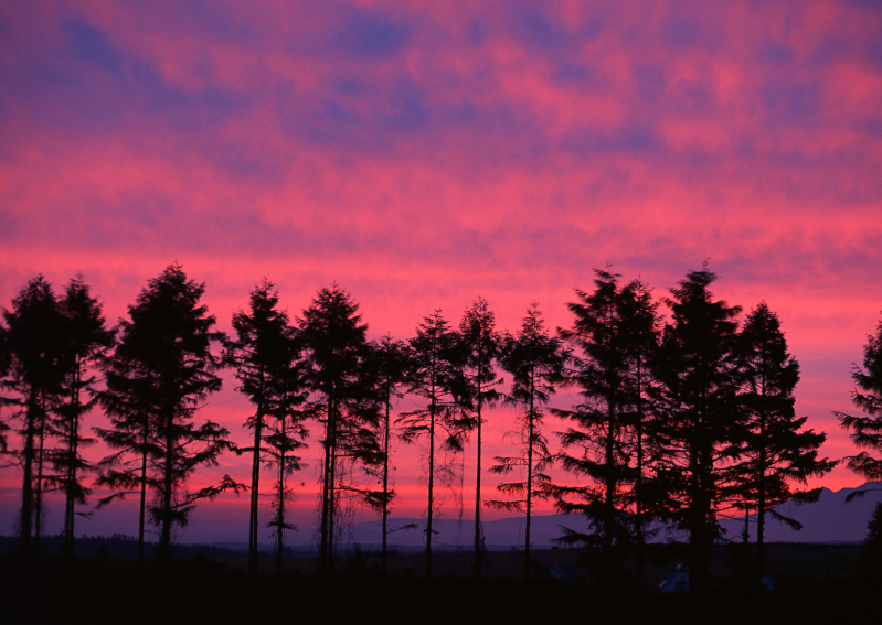 田园黄昏下美丽的树林摄影图片