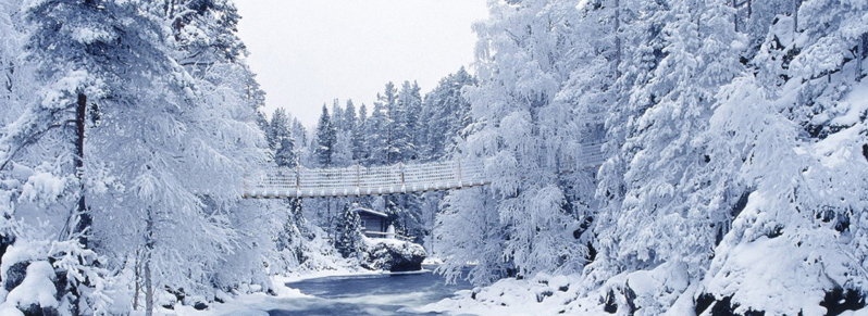 积雪覆盖的树木横幅图片
