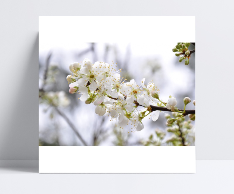一支白色樱花摄影图片