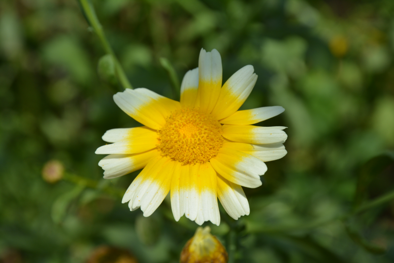 黄白花朵