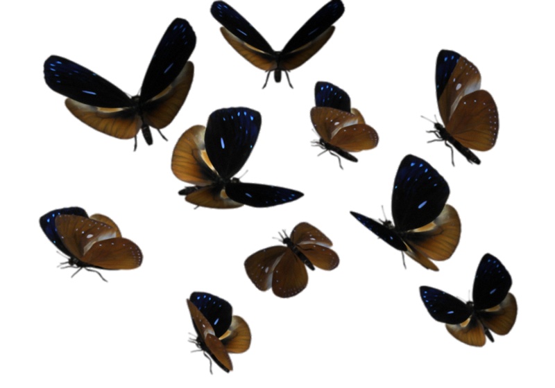 各种姿态褐色蝴蝶免抠png透明素材