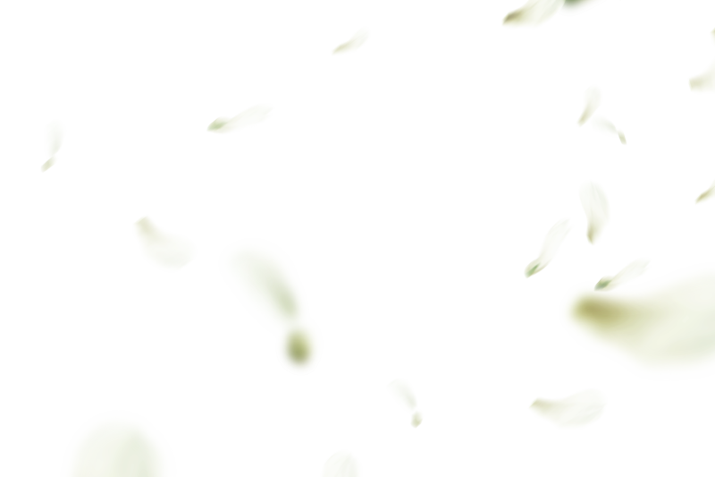 白色花瓣漂浮设计模板素材