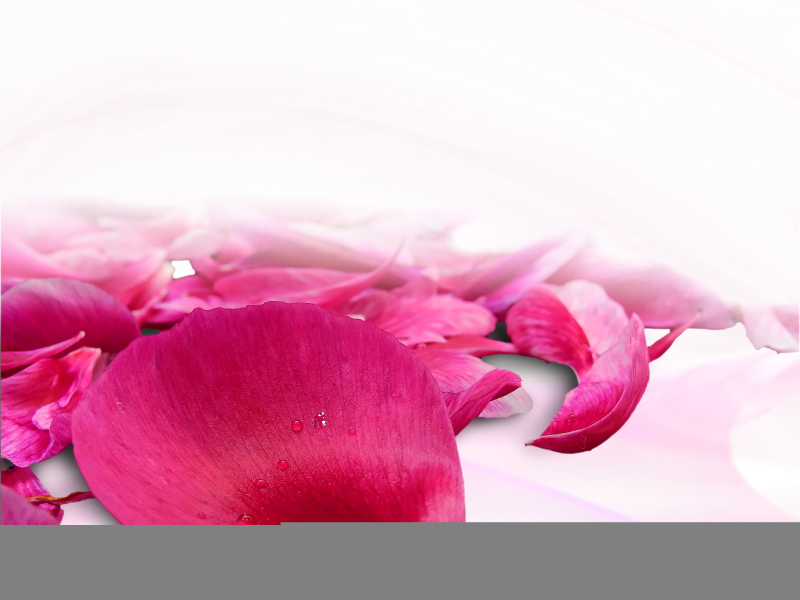 粉色花瓣背景图片素材