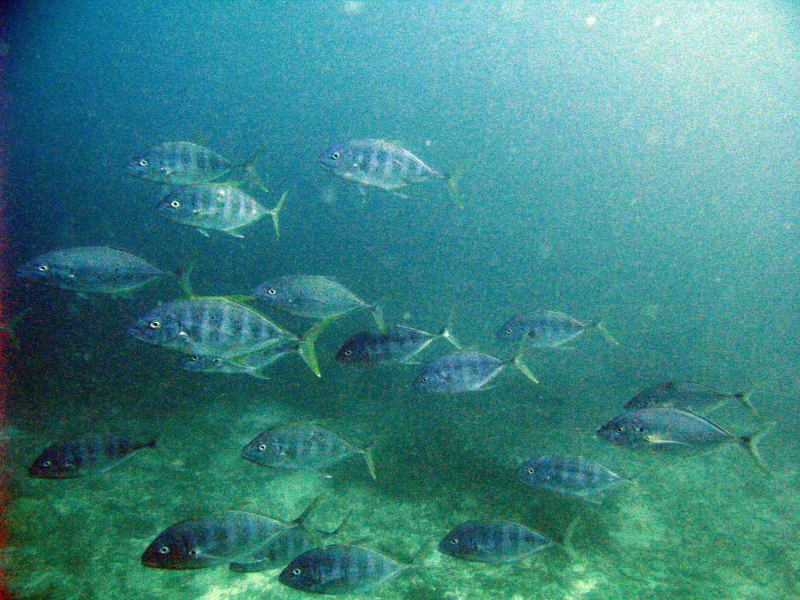 海洋生物高清背景图