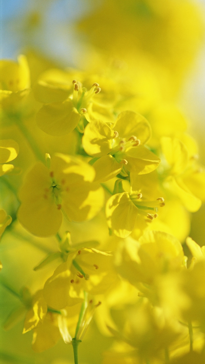 春天黄色花朵H5背景素材