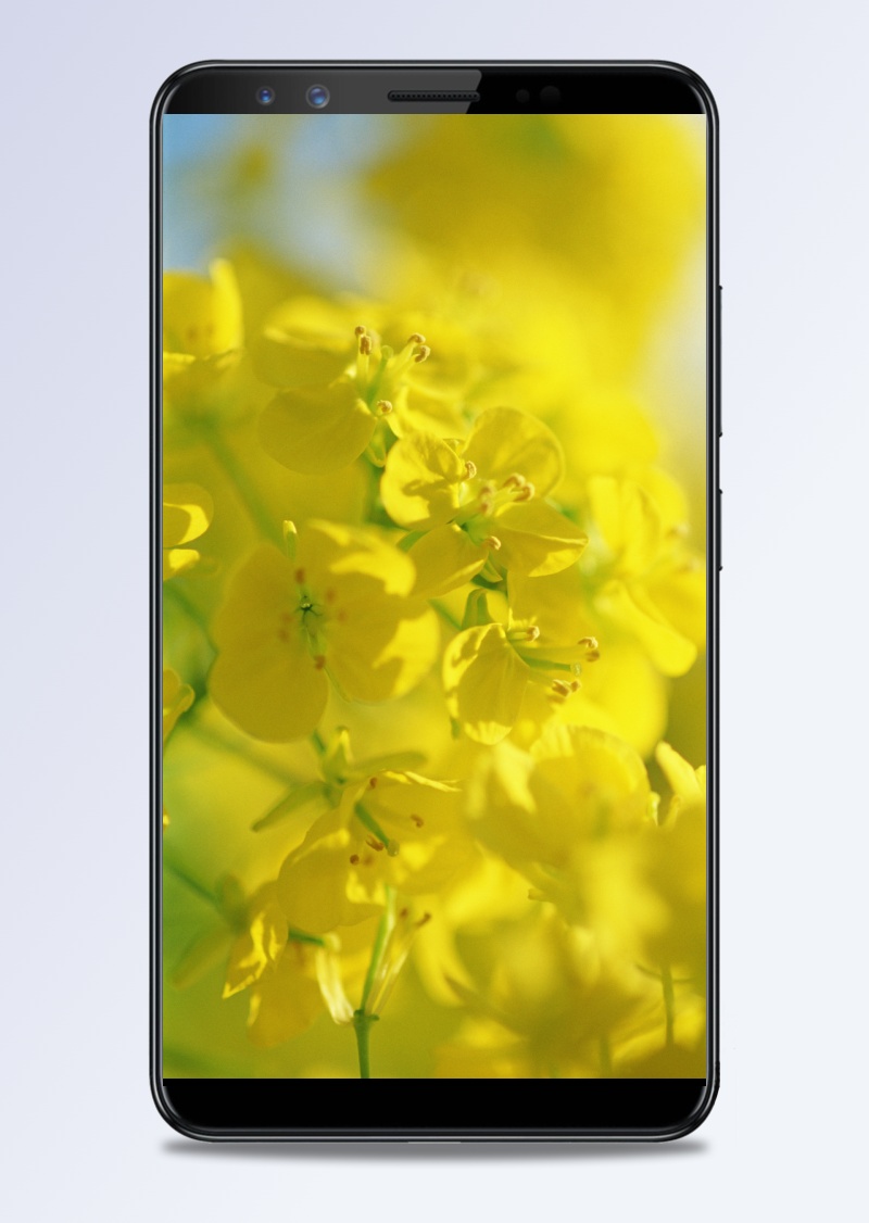 春天黄色花朵H5背景素材