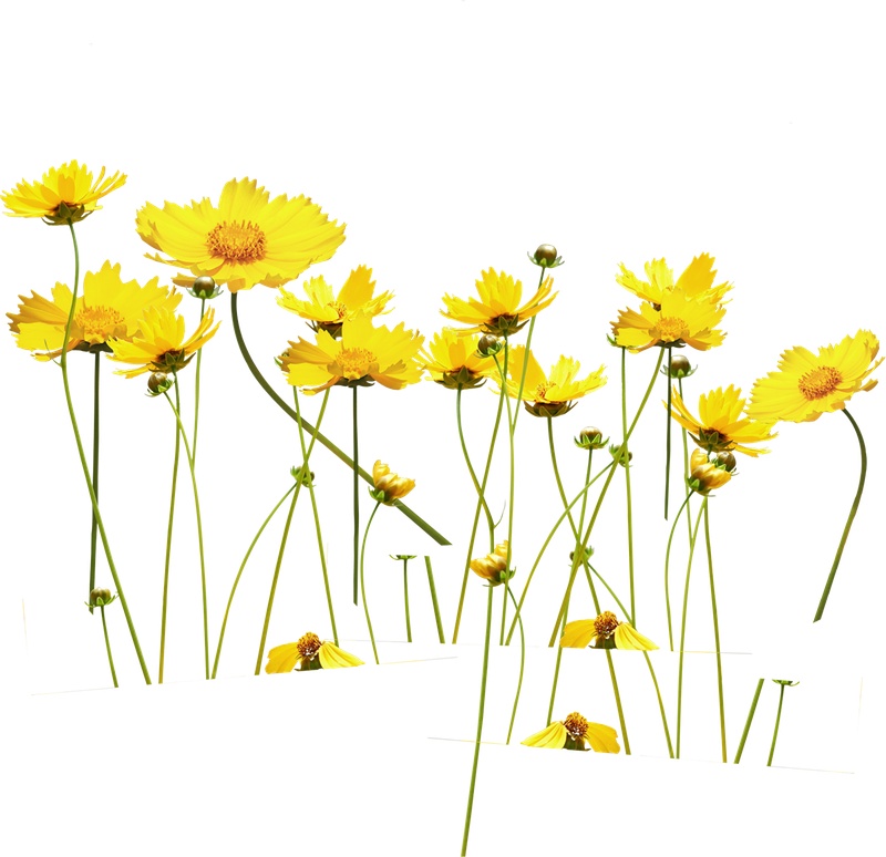 黄色花朵植物元素
