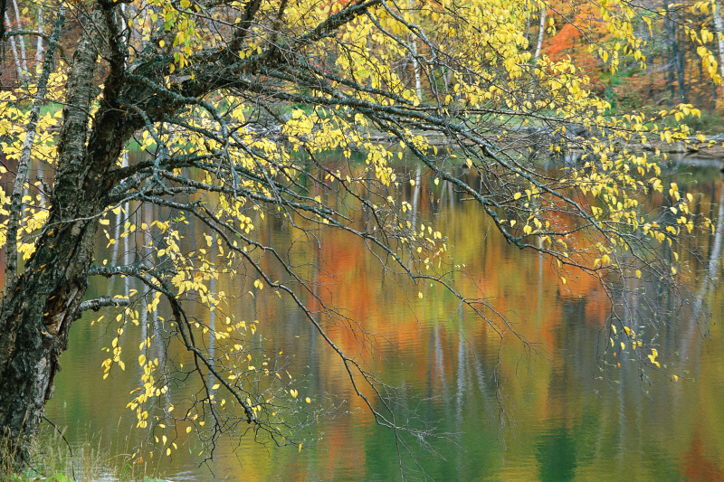水面上黄色树叶的树木