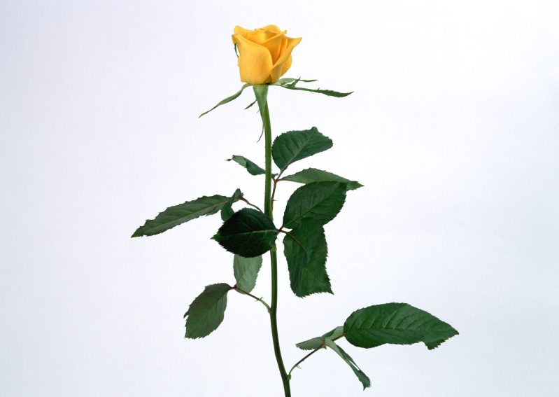 一朵待放的黄玫瑰