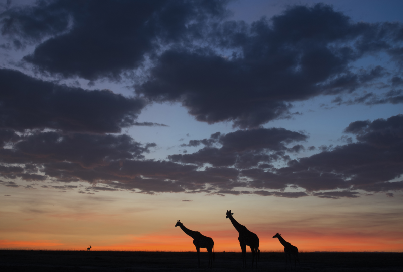 黄昏天空黑云与长颈鹿摄影高清图片