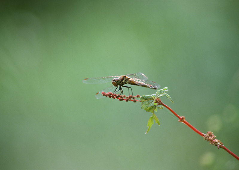 草尖上的蜻蜓