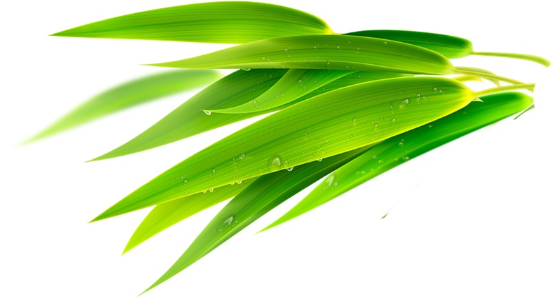 绿色竹叶植物元素