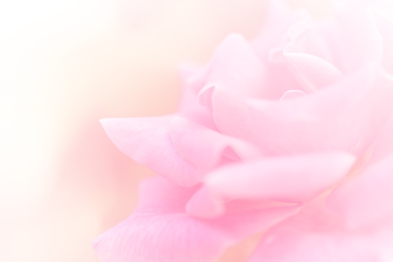 梦幻粉色花朵背景图片