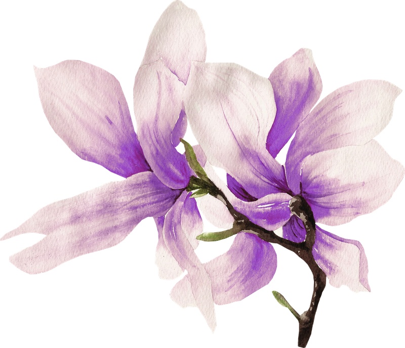 树枝上的紫色花朵图片