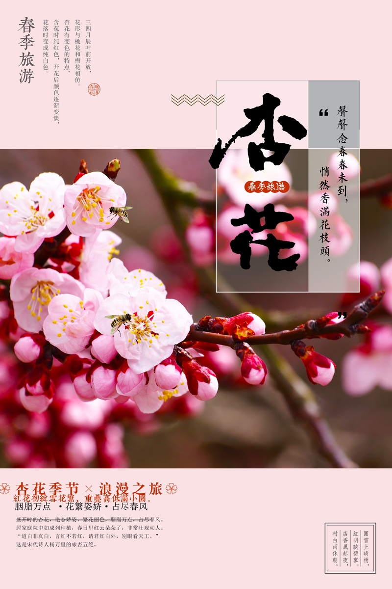 春季杏花海报图片