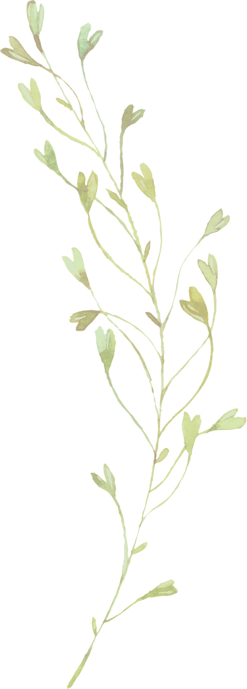 清新手绘水彩叶子绿色植物PNG素材