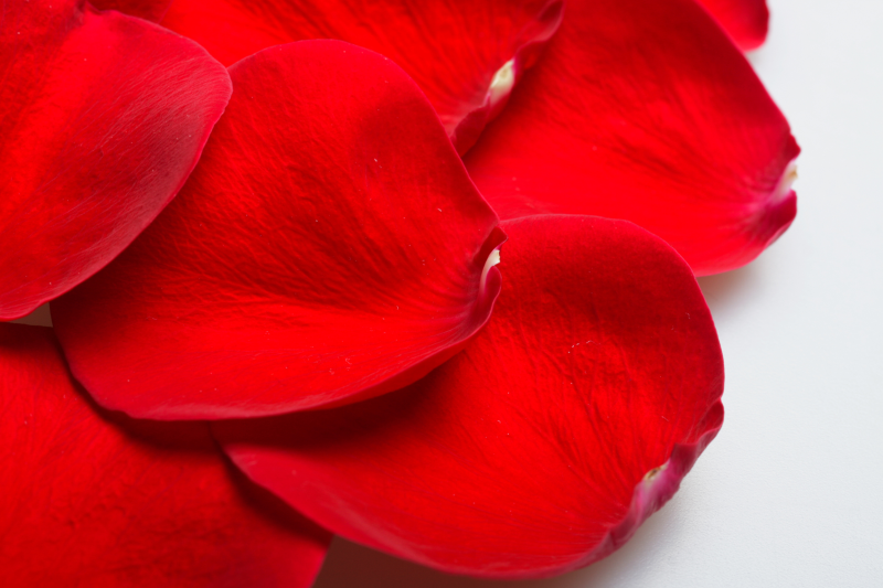 红色玫瑰花瓣摄影图片