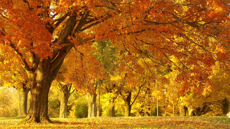 彩色秋天枫叶树林
