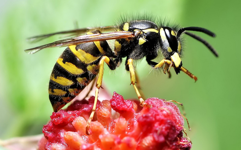 采花蜜的蜜蜂特写图片