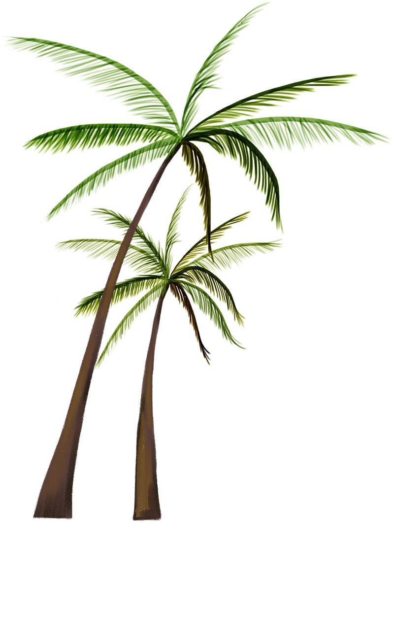 两株椰树植物元素