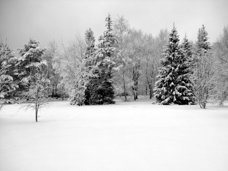 灰色冬季落雪樹林