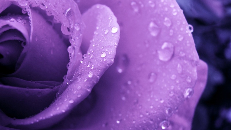 紫色玫瑰露珠图片