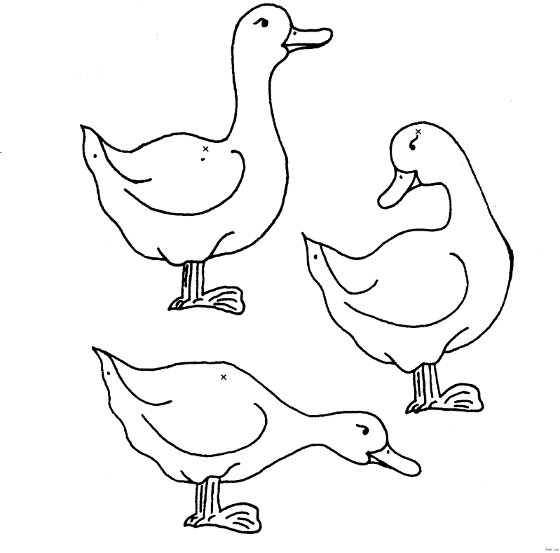 简笔鸭子的画法简笔画图片