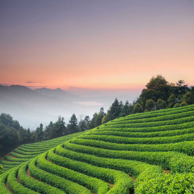 茶山风景图片设计模板素材