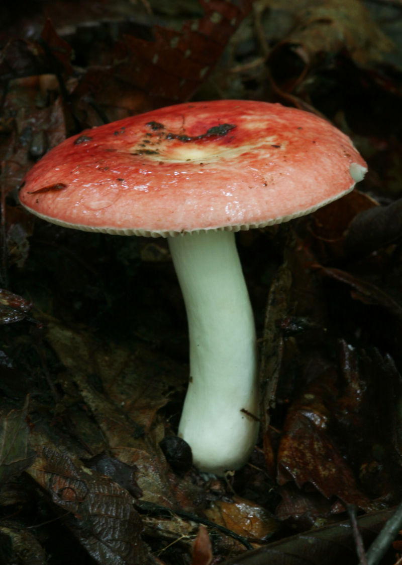 野生红蘑菇有毒吗图片