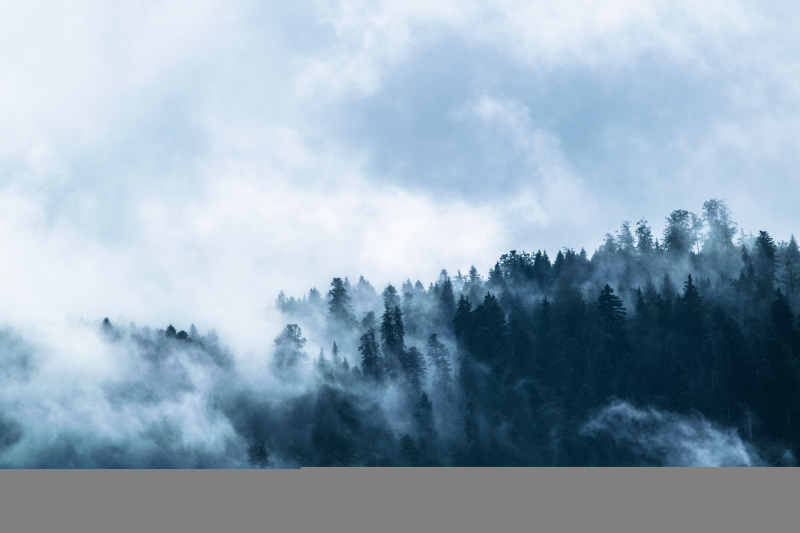 云雾树林高清背景图片