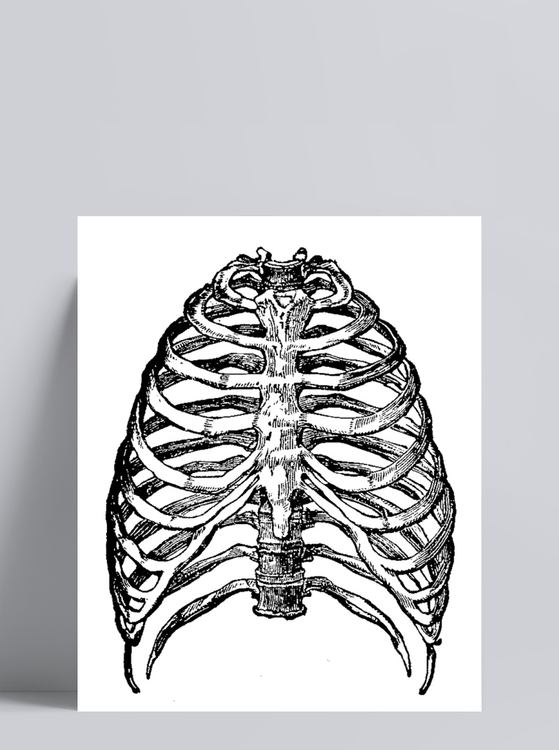 胸腔素描画法图片