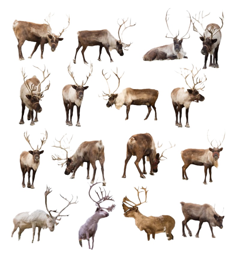 鹿的品种名称和图片图片