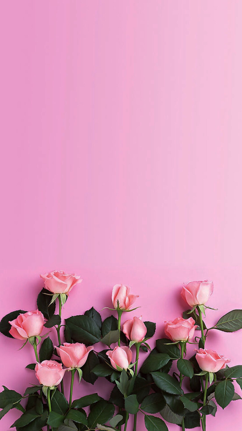 粉色玫瑰竖屏壁纸图片