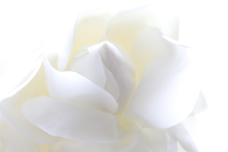 白色花朵背景图片素材